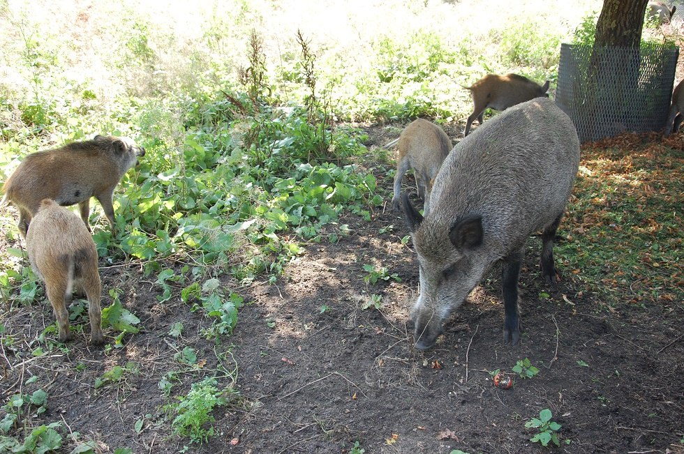 A herd of wild boars can be seen in the outdoor enclosure., © Gabriele Skorupski