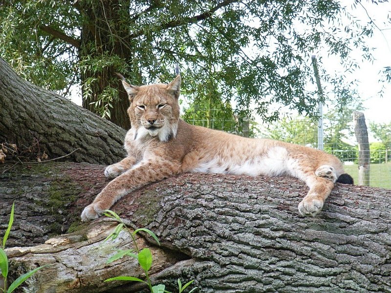 From the high stand you can watch the lynxes, © Tierpark Wismar