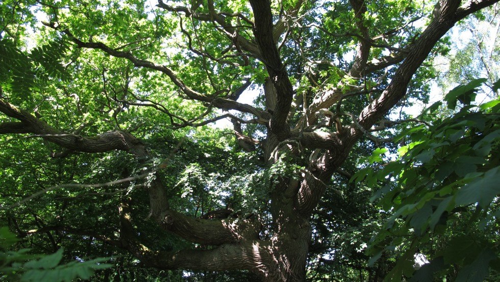 typical for the island of Vilm - gnarled oak tree, © TMV