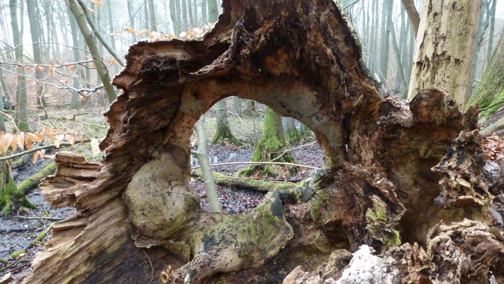 View of and through a willow stump, © Gerhard Güthoff