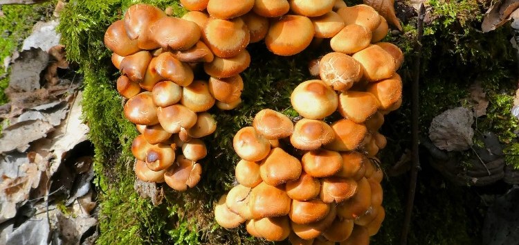 Nature experience hike "Spring mushrooms and bird calls", © Lutz Spindler