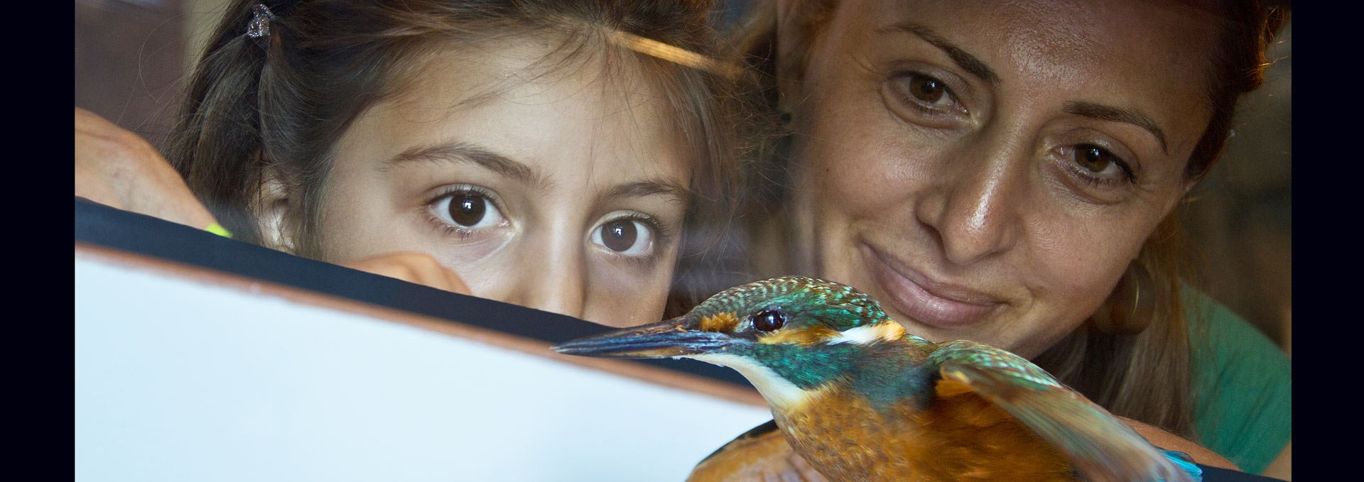 Native exotics of our bird world in the Müritzeum - As a taxidermy you can look at the otherwise shy, fast kingfisher in peace., © Mirko Runge