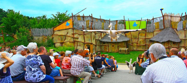 Pelicans in the animal show, © Vogelpark