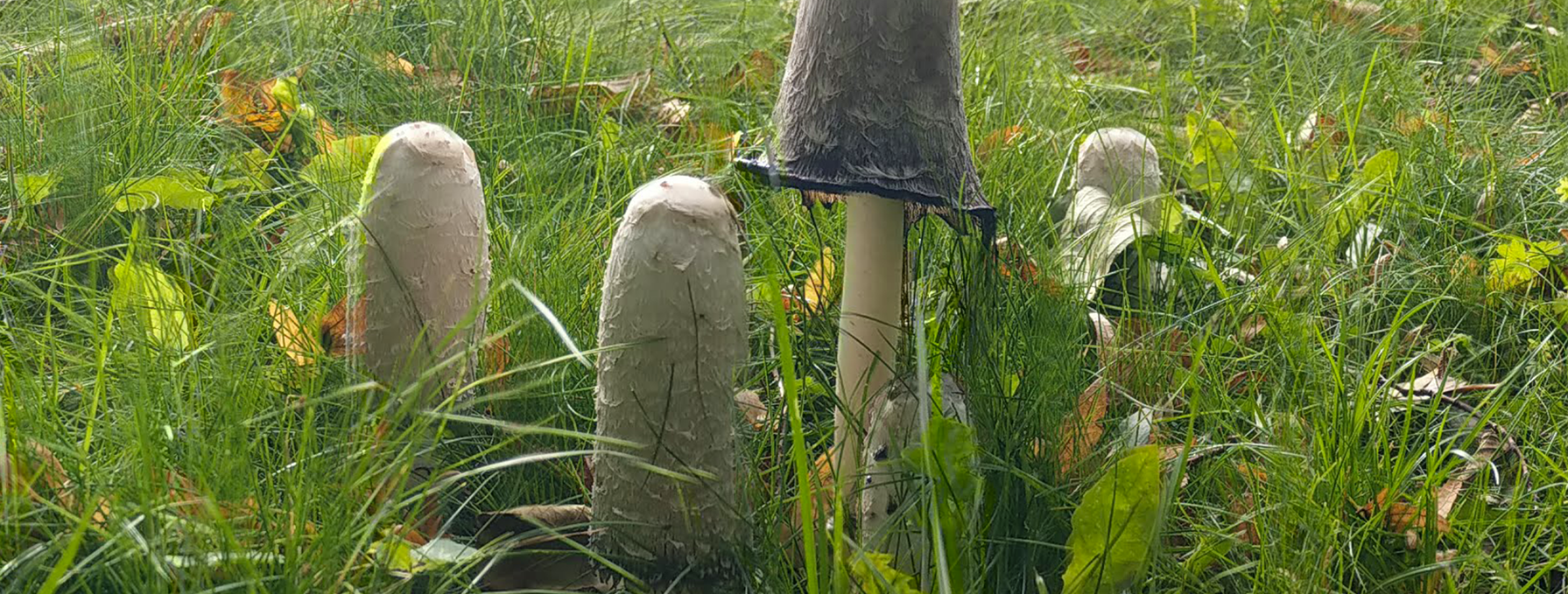 native mushroom species, © Müritzeum