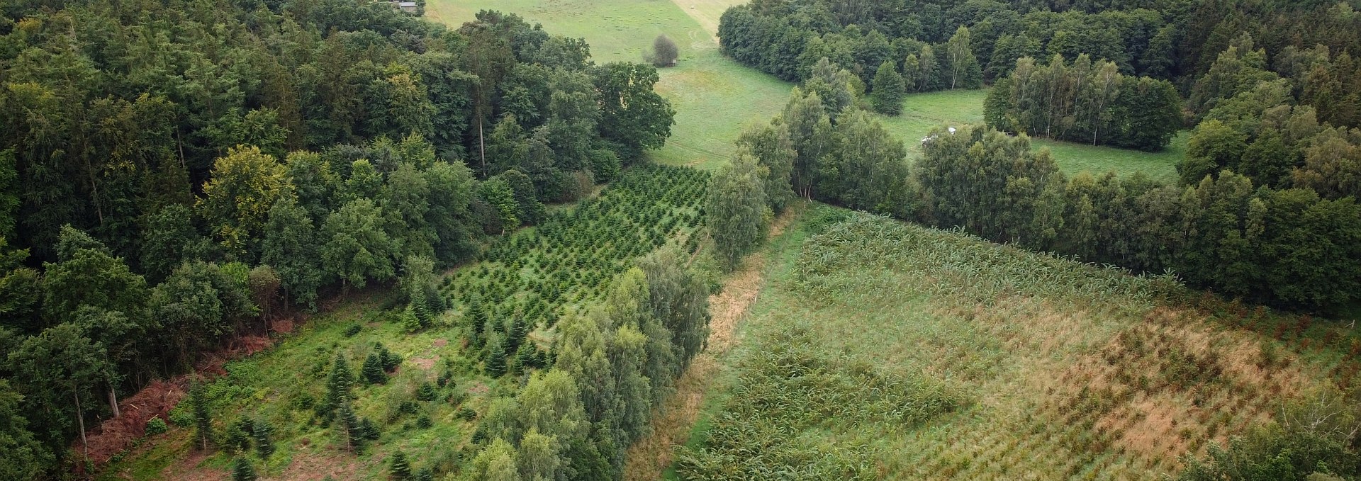 Climate forest Sehlen, © Landesforst MV