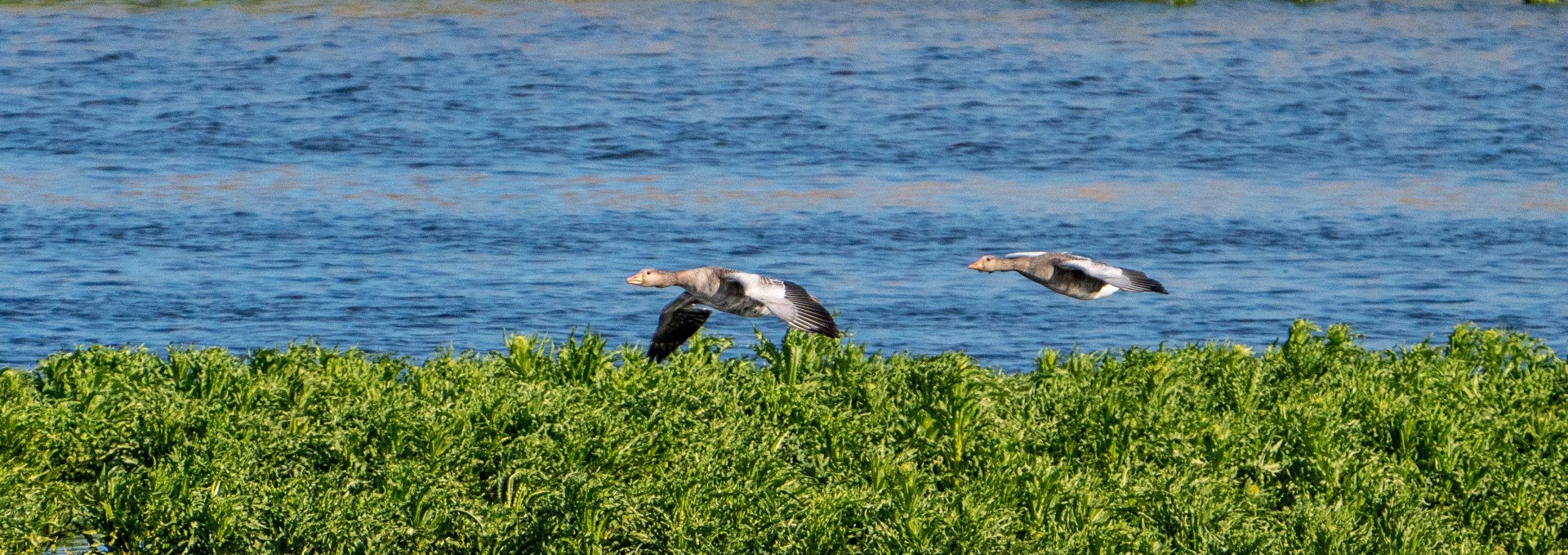 Waterfowl, © Tobias Kramer