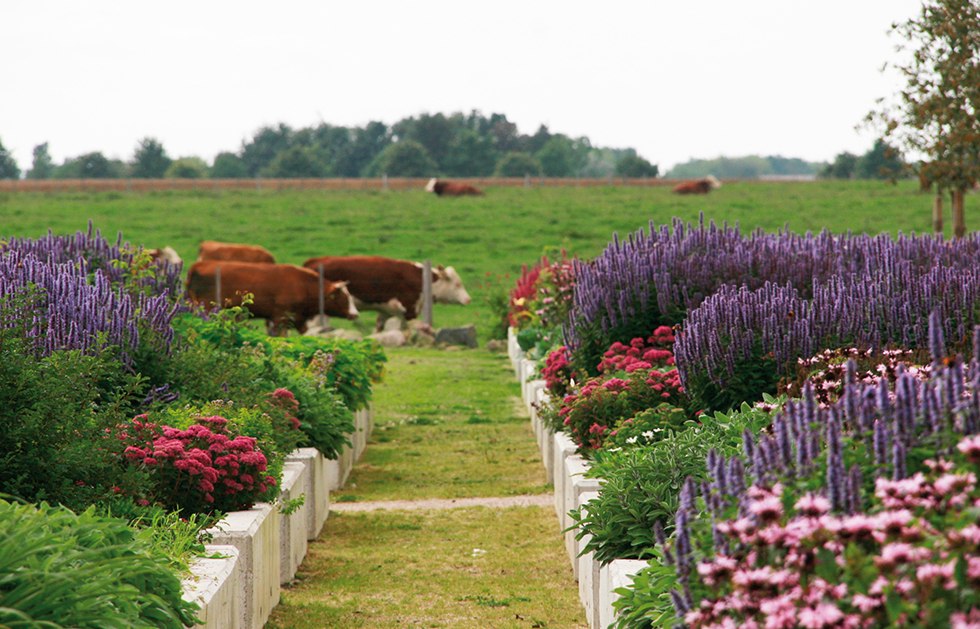 LandWert Hof Exterior shot - pasture with cows, © Friz Fischer . argus design . www. argus- design.com