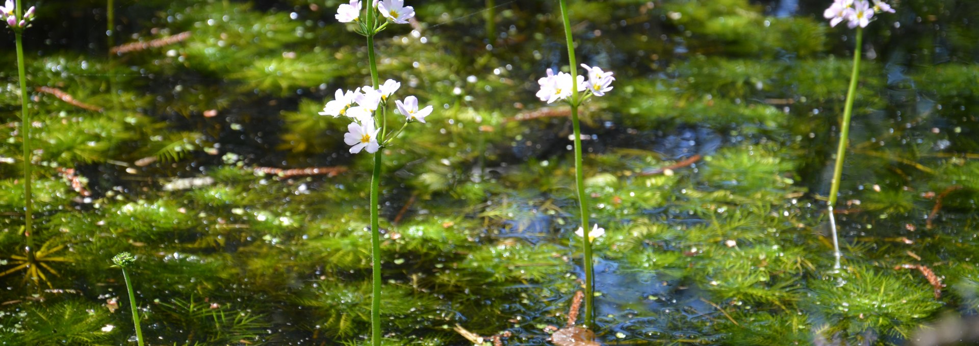 Die Wasserfeder (002), © Infozentrum Wald & Moor Neuheide