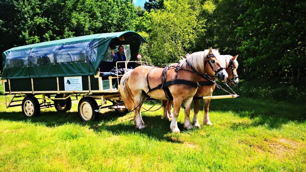 With different teams of the Mecklenburger carriage and Kremserfahrten through the nature, © Mecklenburger Kutsch- und Kremserfahrten/ Axel Peters