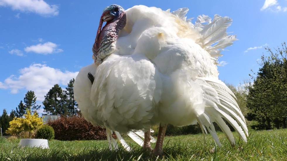 Gobbler in the land of animals, © Stiftung Tiernothilfe