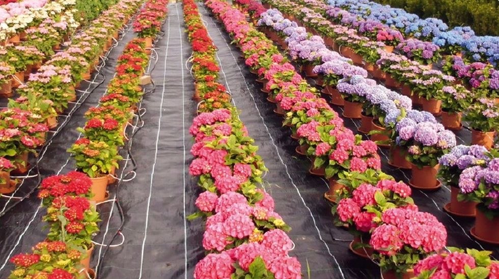 Colorful assortment of hydrangeas, © Meyn-Pflanzen