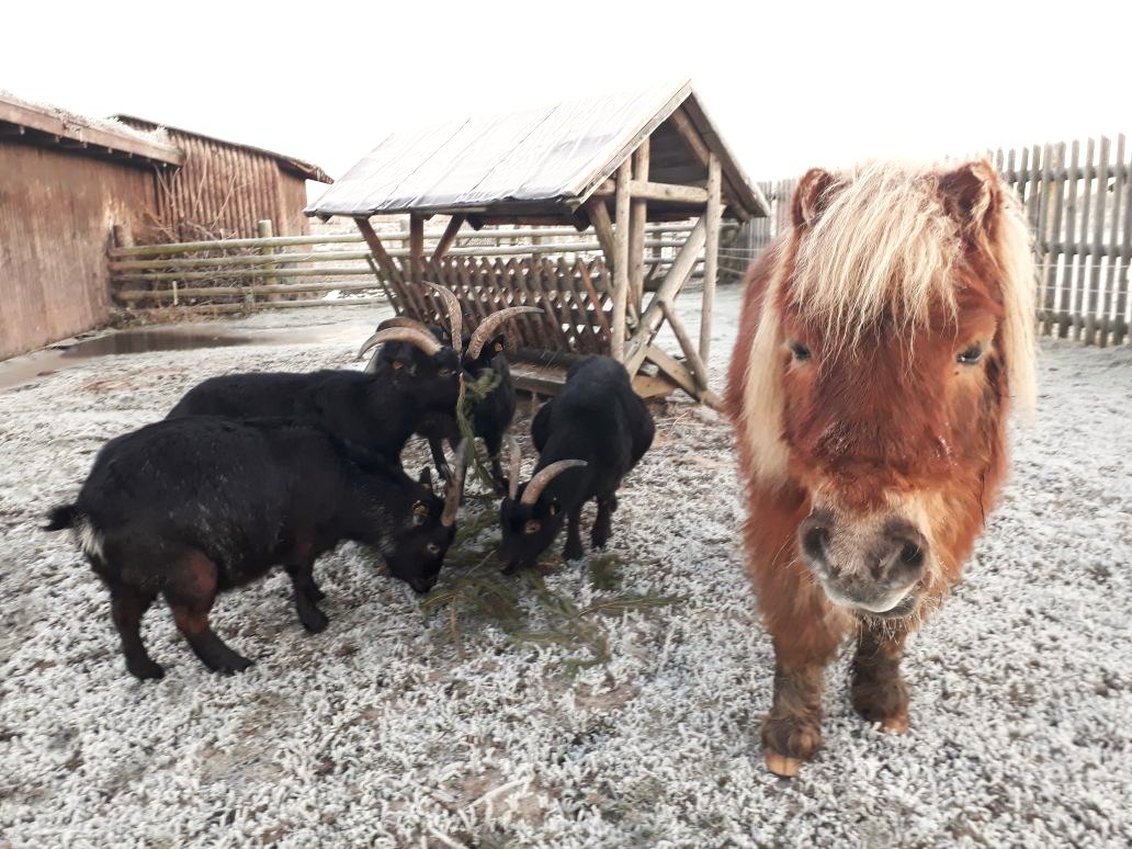 Pony Kasi visiting the goats, © Heimattierhof