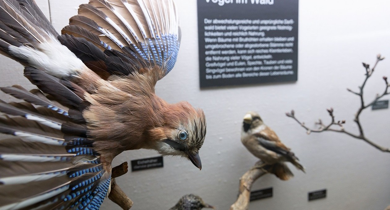 Exhibition part "Birds in the forest" in NATUREUM Darßer Ort, © Anke Neumeister/Deutsches Meeresmuseum