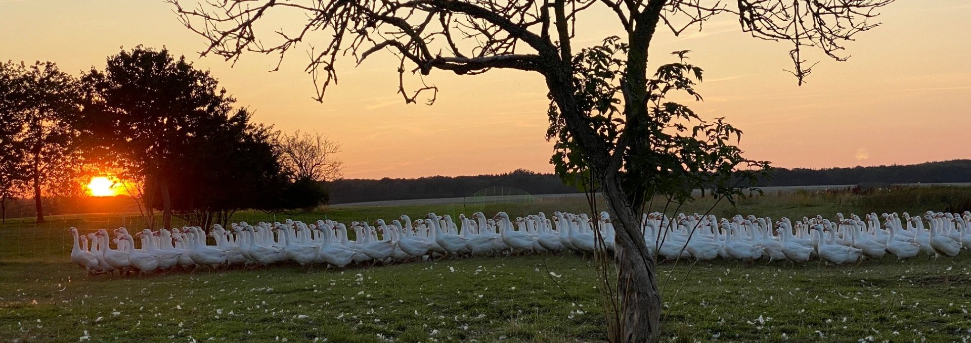 Our geese on their meadow., © Hofladen Marihn