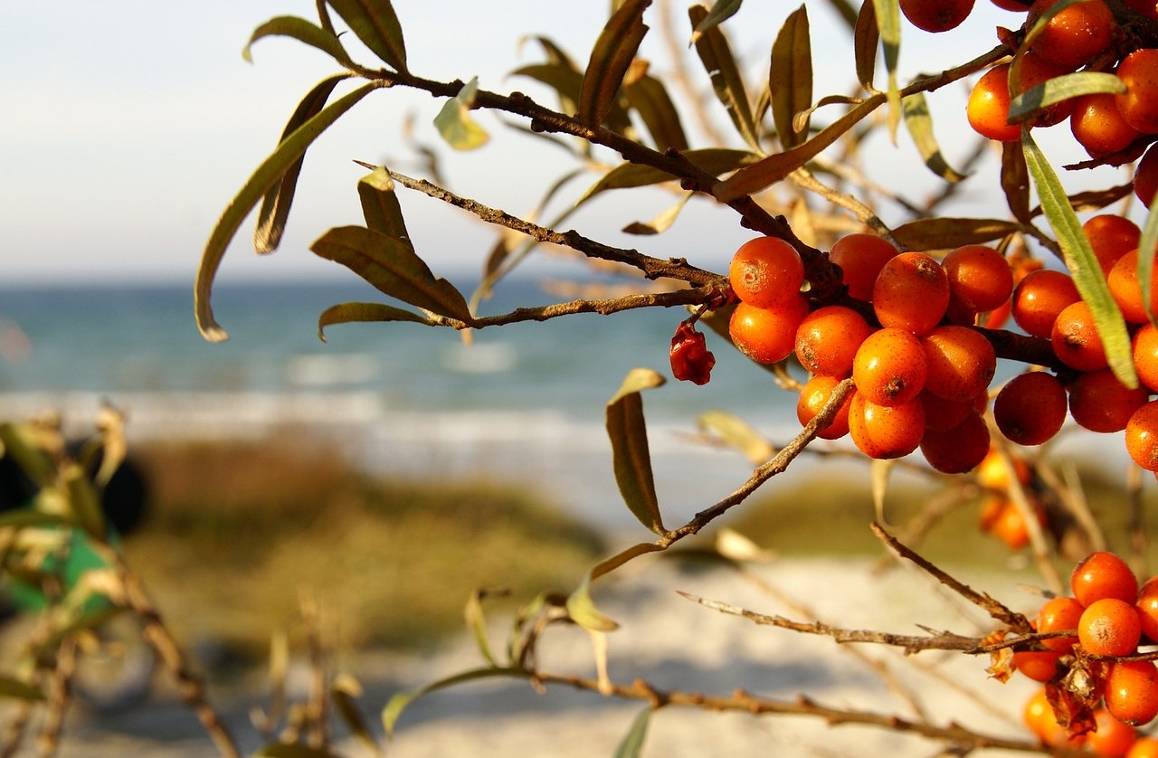 sea-buckthorn-3749589_1280, © pixabay.com