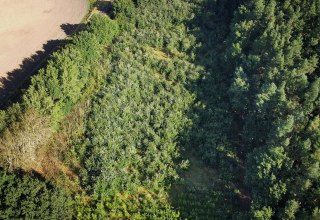 Climate forest Bad Kleinen, © Landesforst MV