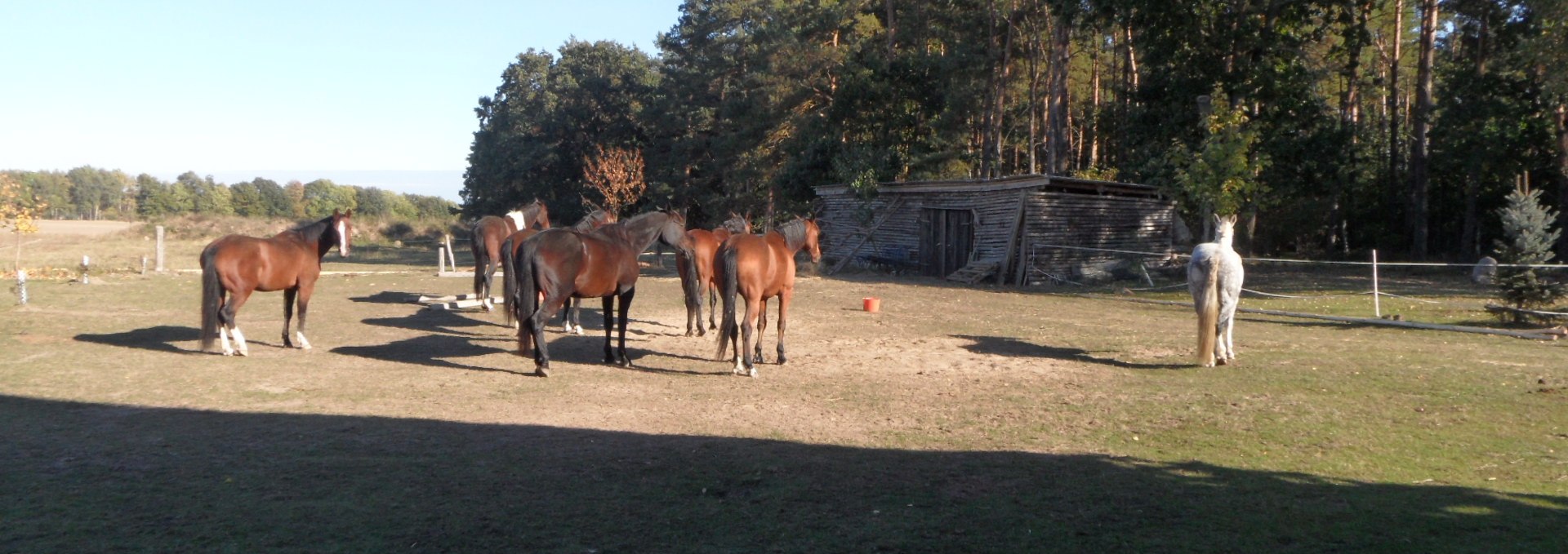 Guest horses in the paddock, © van Eick