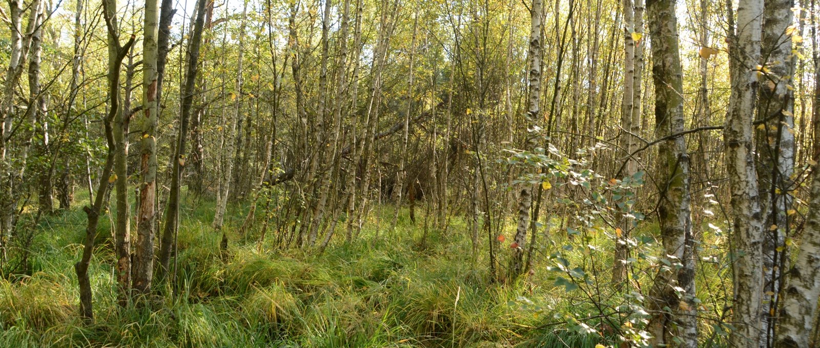 Grambower Moor (2), © Tourismusverband Mecklenburg-Schwerin