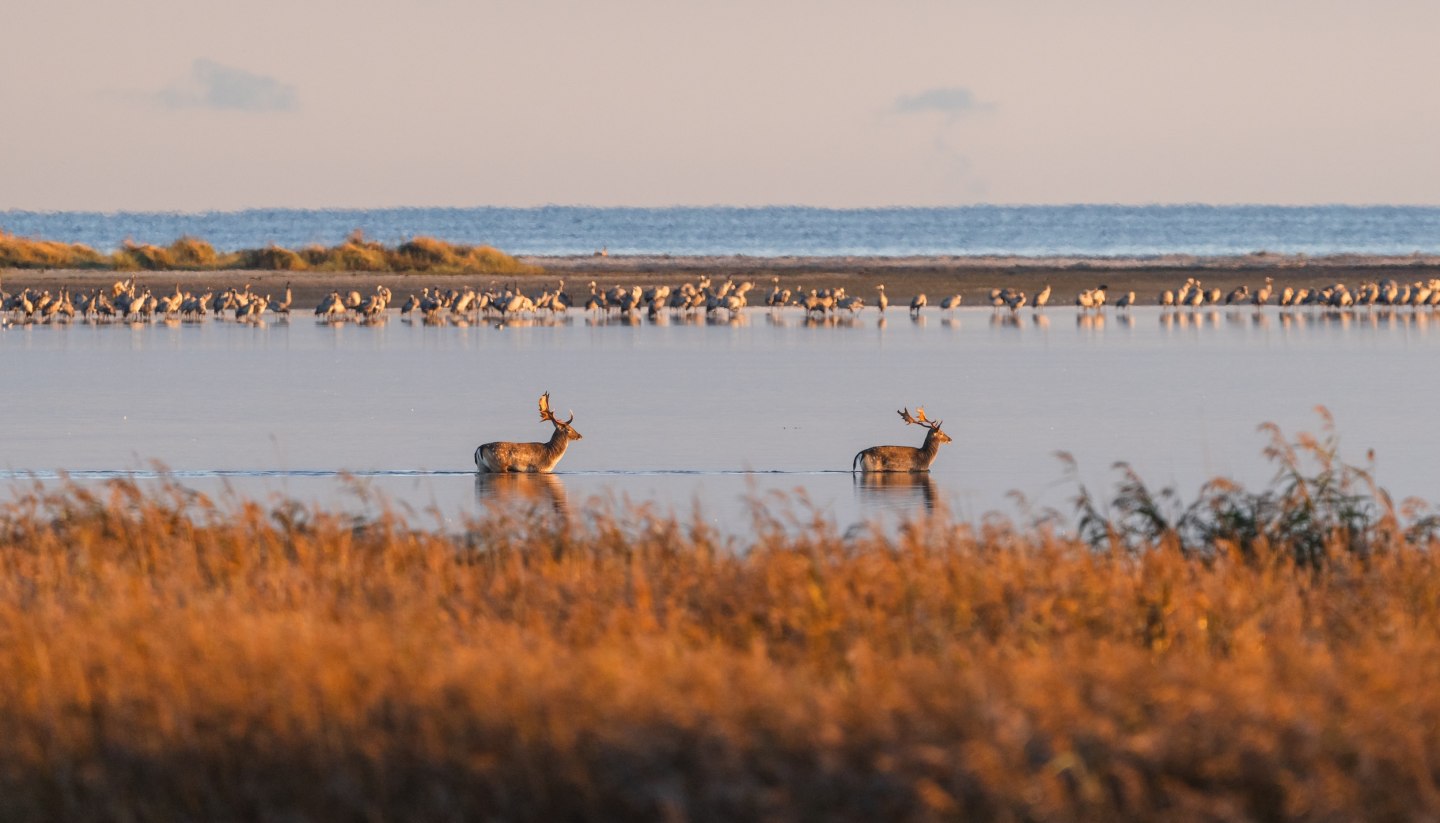 Two deer cross a shallow water area while cranes rest in the background.