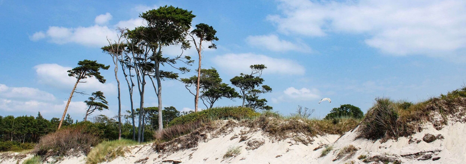 Wesstrand Darß with natural beach in summer, © TMV/Gohlke