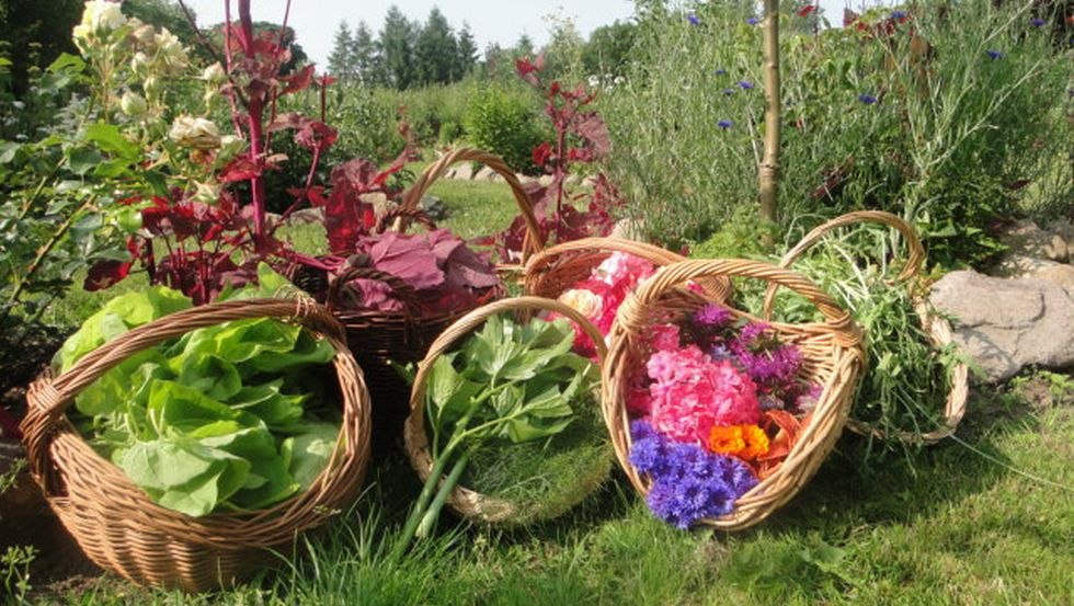 A garden harvest, © Ute Linke