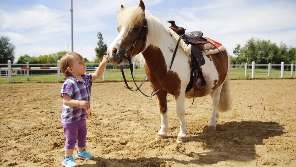 Large and small four-legged friends for all ages, © Pension Reitcamp Börgerende