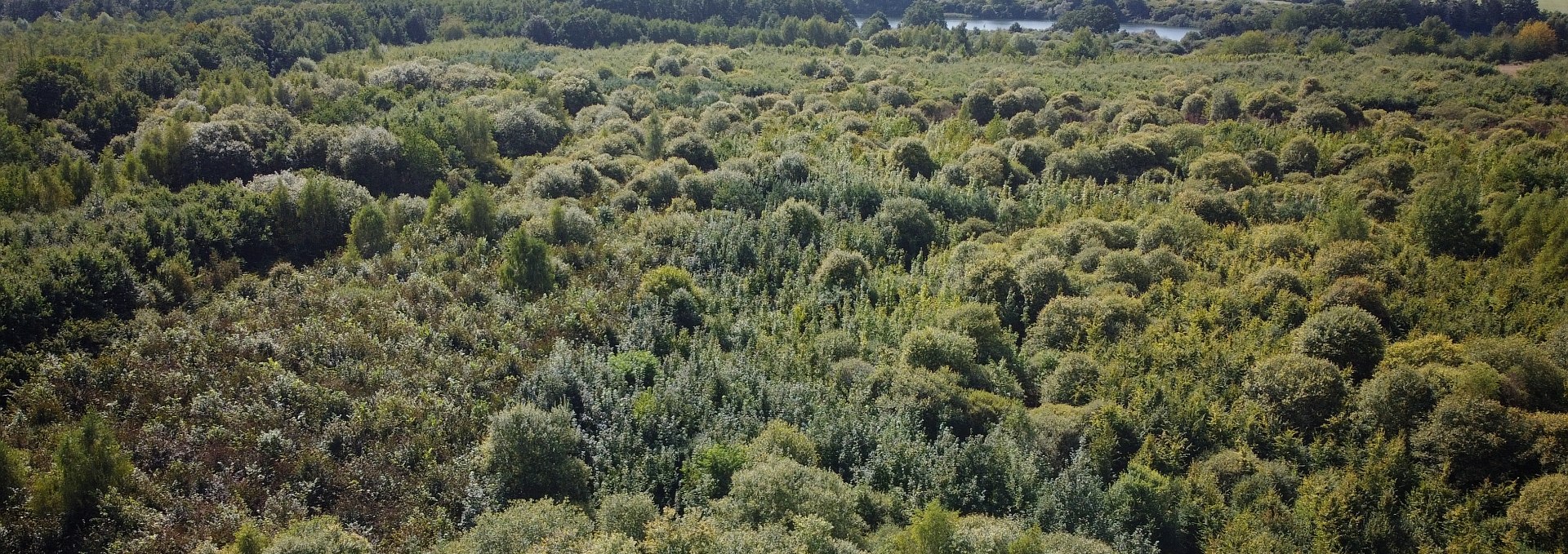 Climate Forest Biosphere Reserve Schaalsee, © Landesforst MV