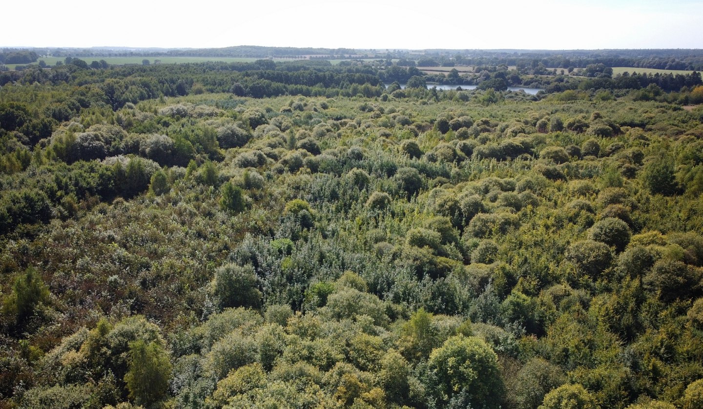 Climate Forest Biosphere Reserve Schaalsee, © Landesforst MV