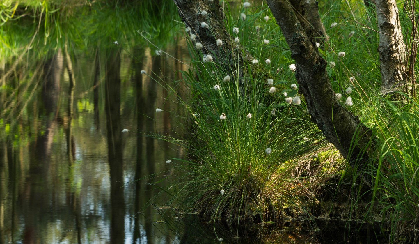 Scheidiges Wollgras (2) (002), © Infozentrum Wald & Moor Neuheide