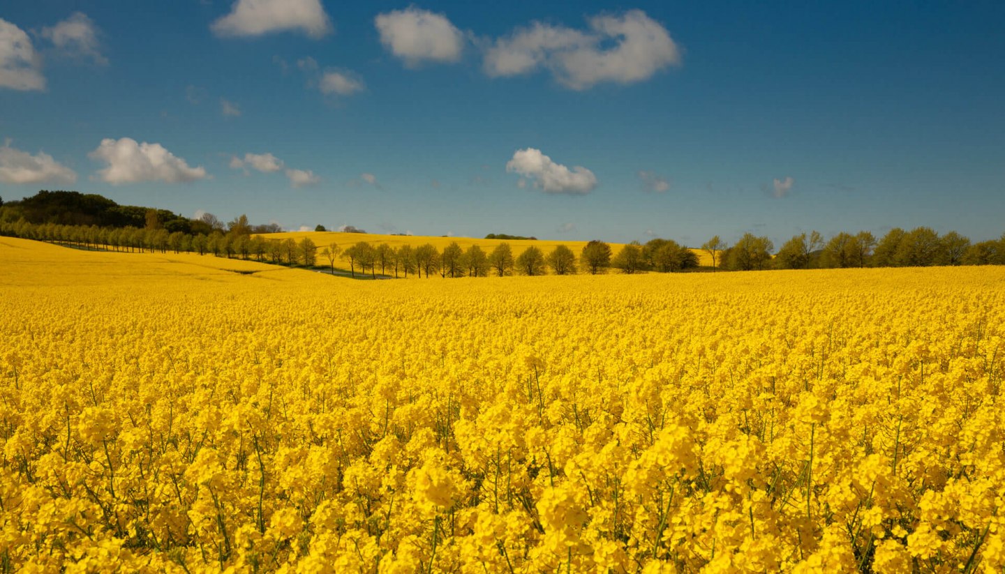 Beautiful rape field in Jasmund National Park on Jasmund Peninsula in the north of Rügen., © TMV/Werk3