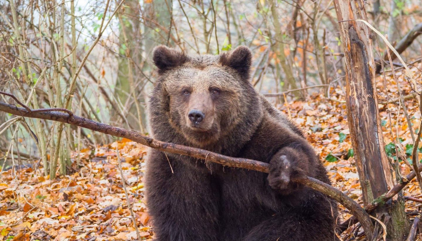 The Bear Forest Müritz is a bear sanctuary near Stuer in the Mecklenburg Lake District., © TMV/Müller