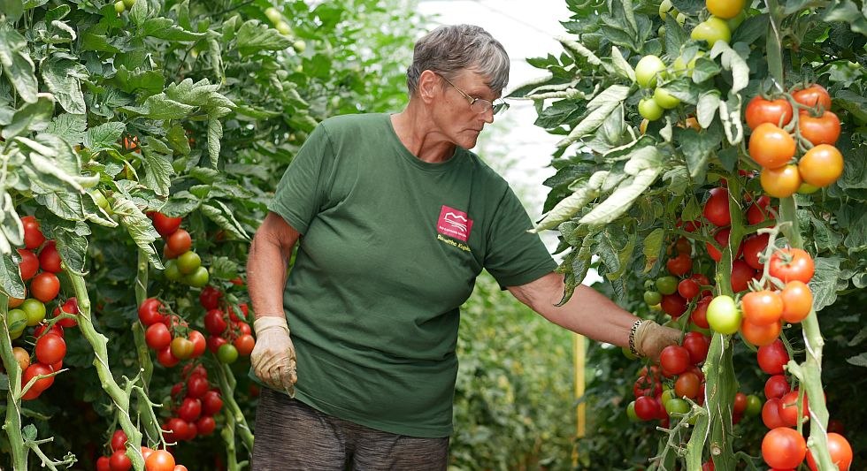 Tomatoes in 5200m² greenhouse, © Bio-Gärtnerei Watzkendorf