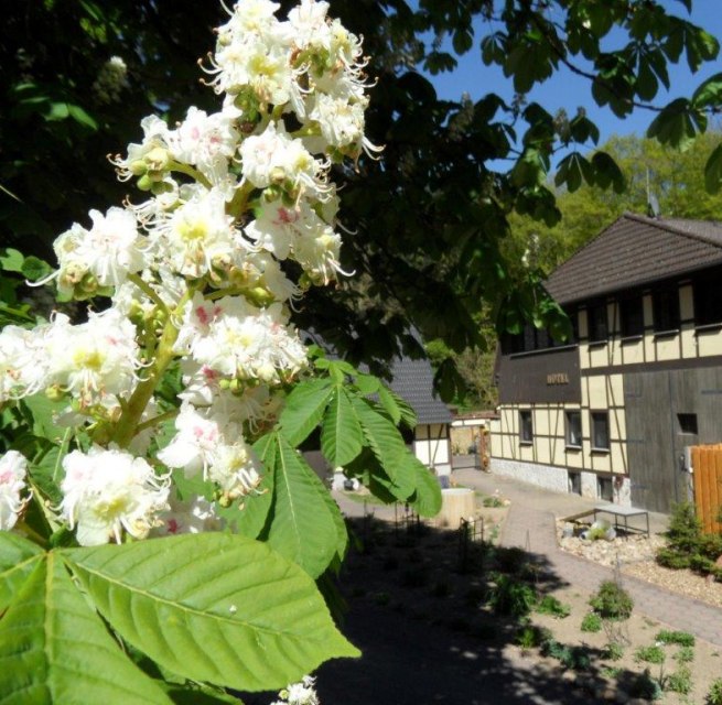 Dat Waldhus in spring, © Steffen Tepasse