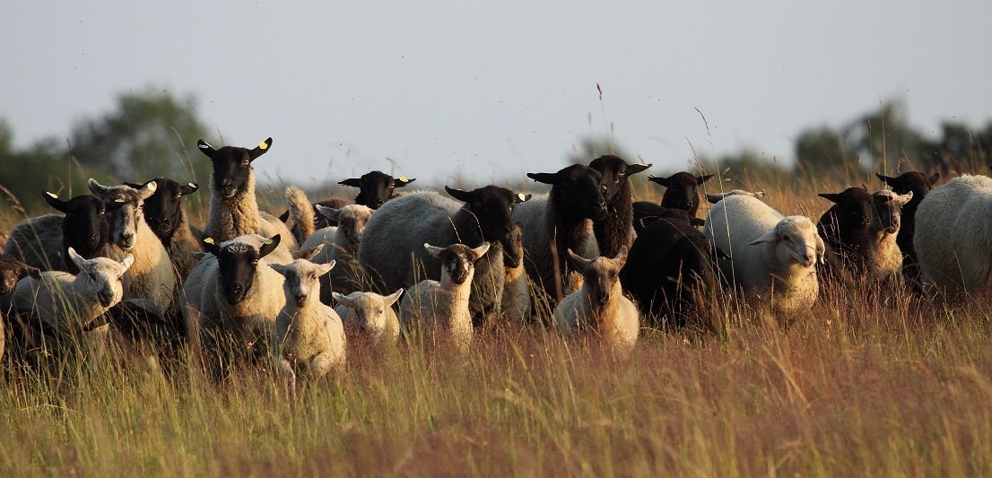 Sheep maintaining the landscape on Hauptmannsberg mountain, © Ritters Tierfoto