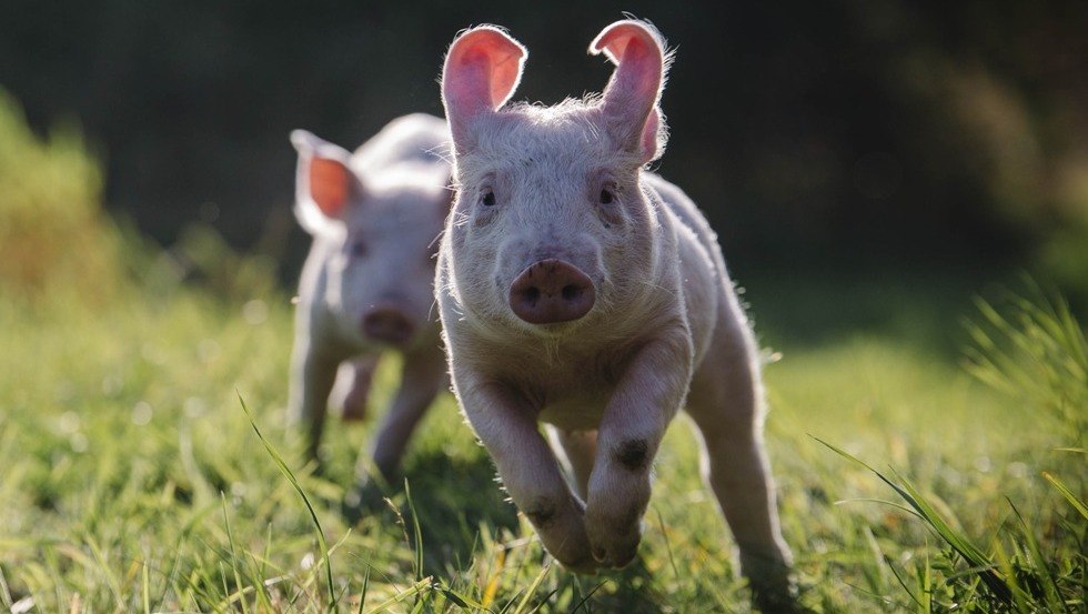 Pigs playing in the green, © Stiftung Tiernothilfe