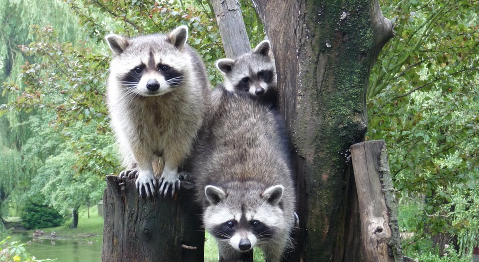 Raccoon family at Greifswald Zoo, © Kristin Tetzlaff