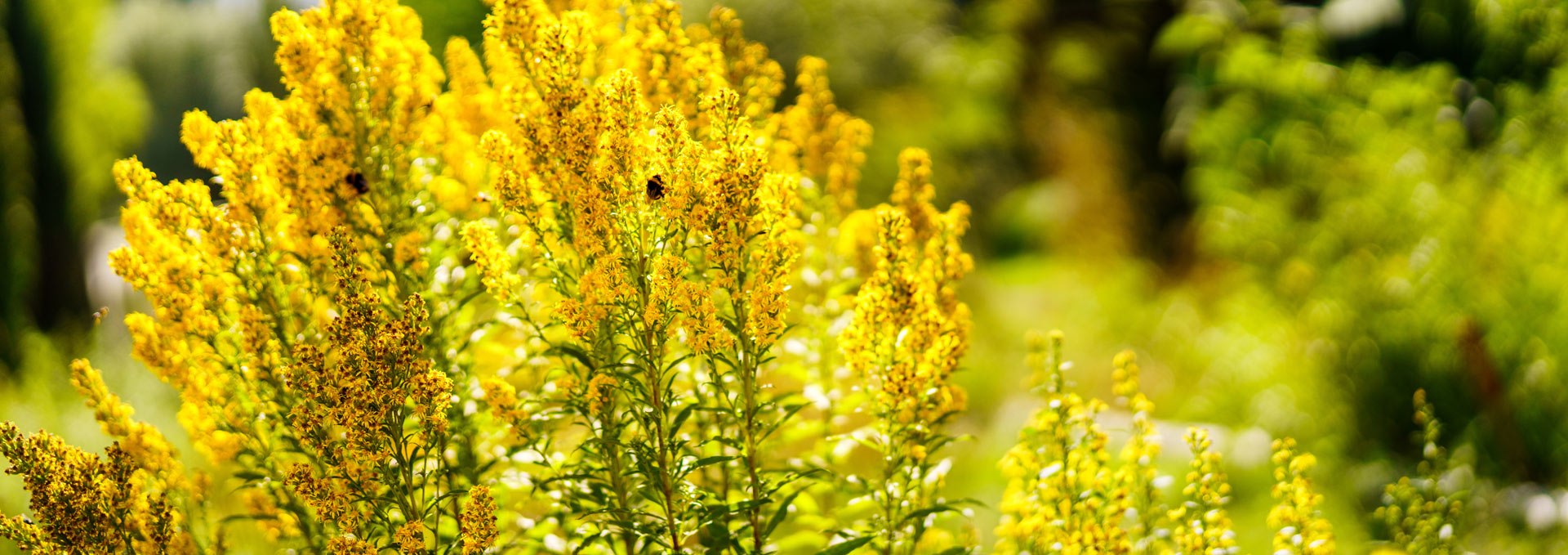 Himmelpfort monastery herb garden, © André Wirsig