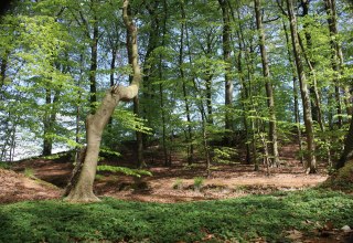 © Biosphärenreservat Südost-Rügen