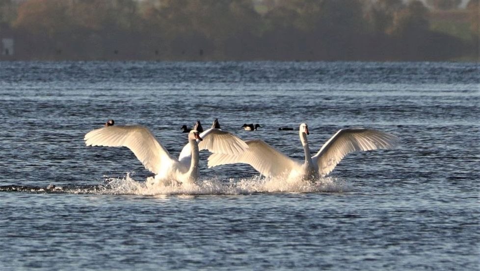 Swans on the Müritz, © Heino Kirchhof