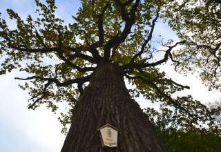 English oak in Ketelshagen, © Tourismuszentrale Rügen