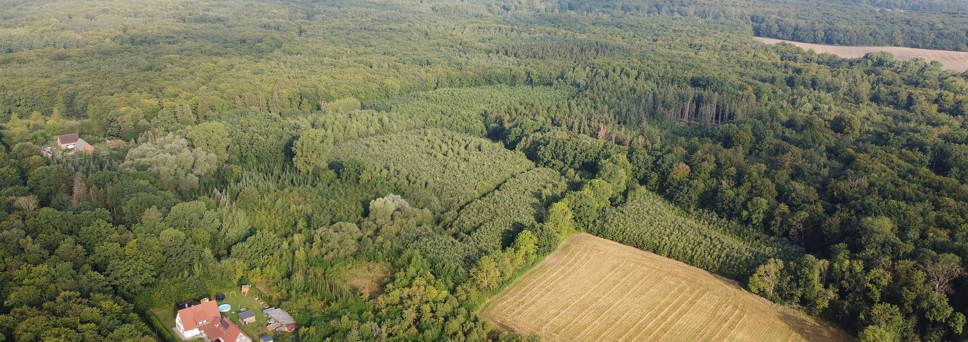 Golchen climate forest, © Landesforst MV