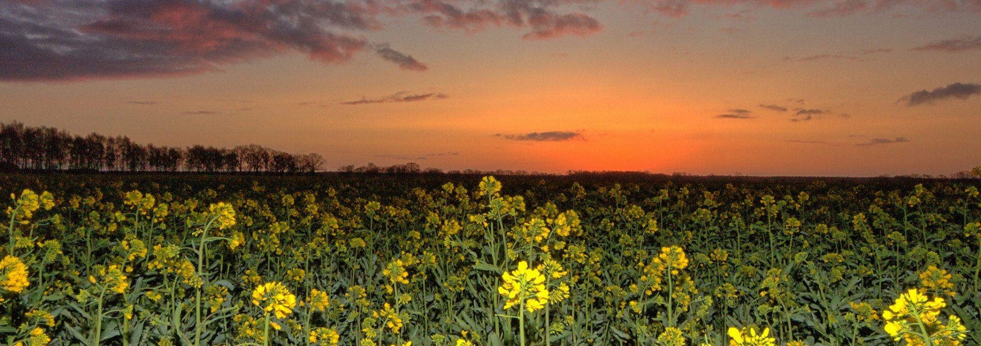 A rapeseed field near Lübtheen, © Uwe Meyer