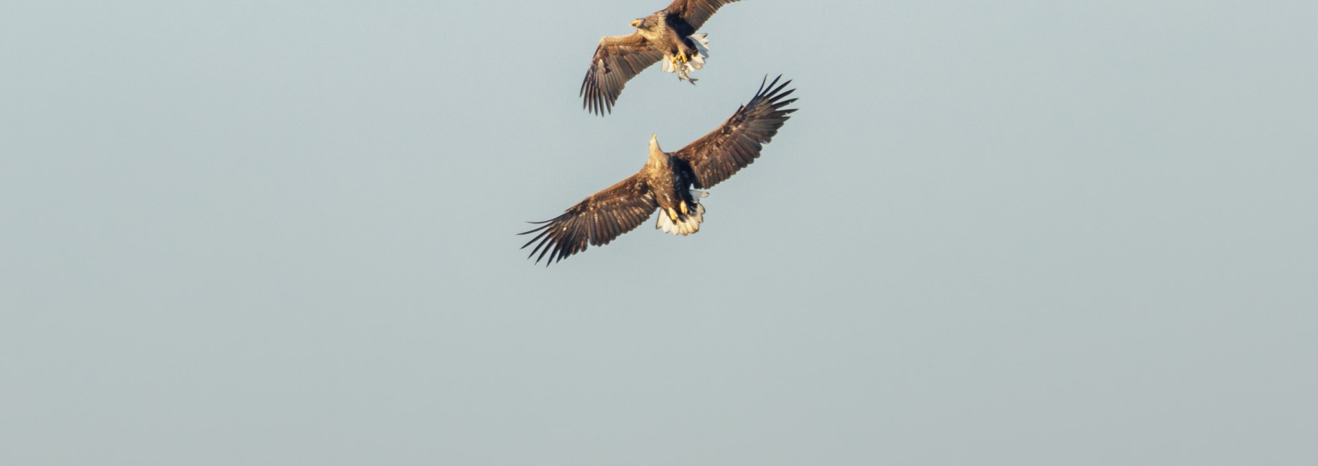 White-tailed eagle mating., © Vogeltouren MV