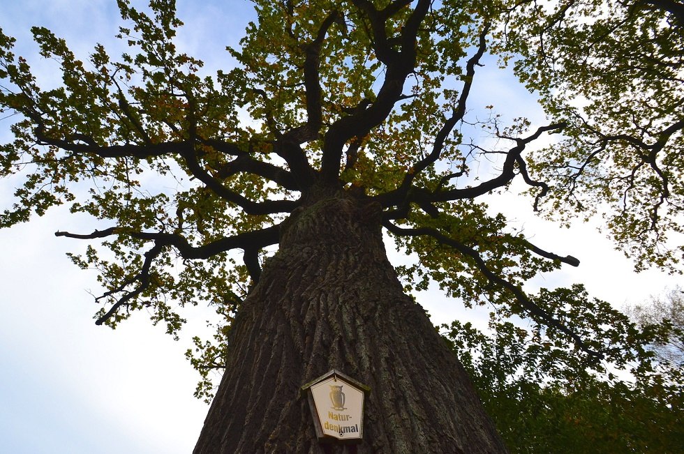 English oak in Ketelshagen, © Tourismuszentrale Rügen