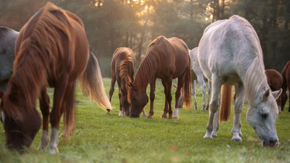 Surrounded by nature and relaxed horses, the Alt Farpen estate is a wonderful place to spend your vacation., © Gut Alt Farpen/ Wiebke Haas