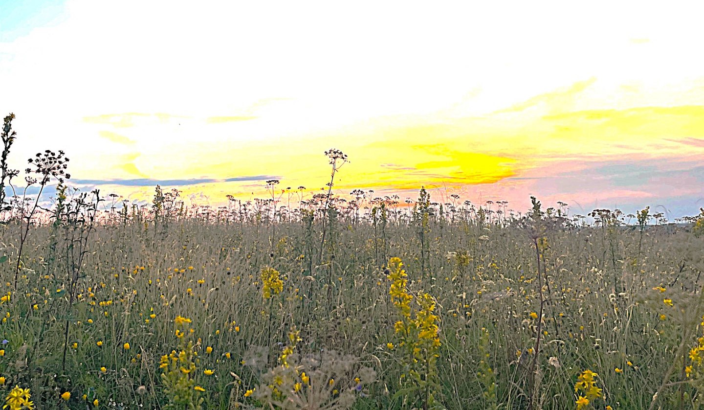 Meadow flowers, © KV Mönchgut