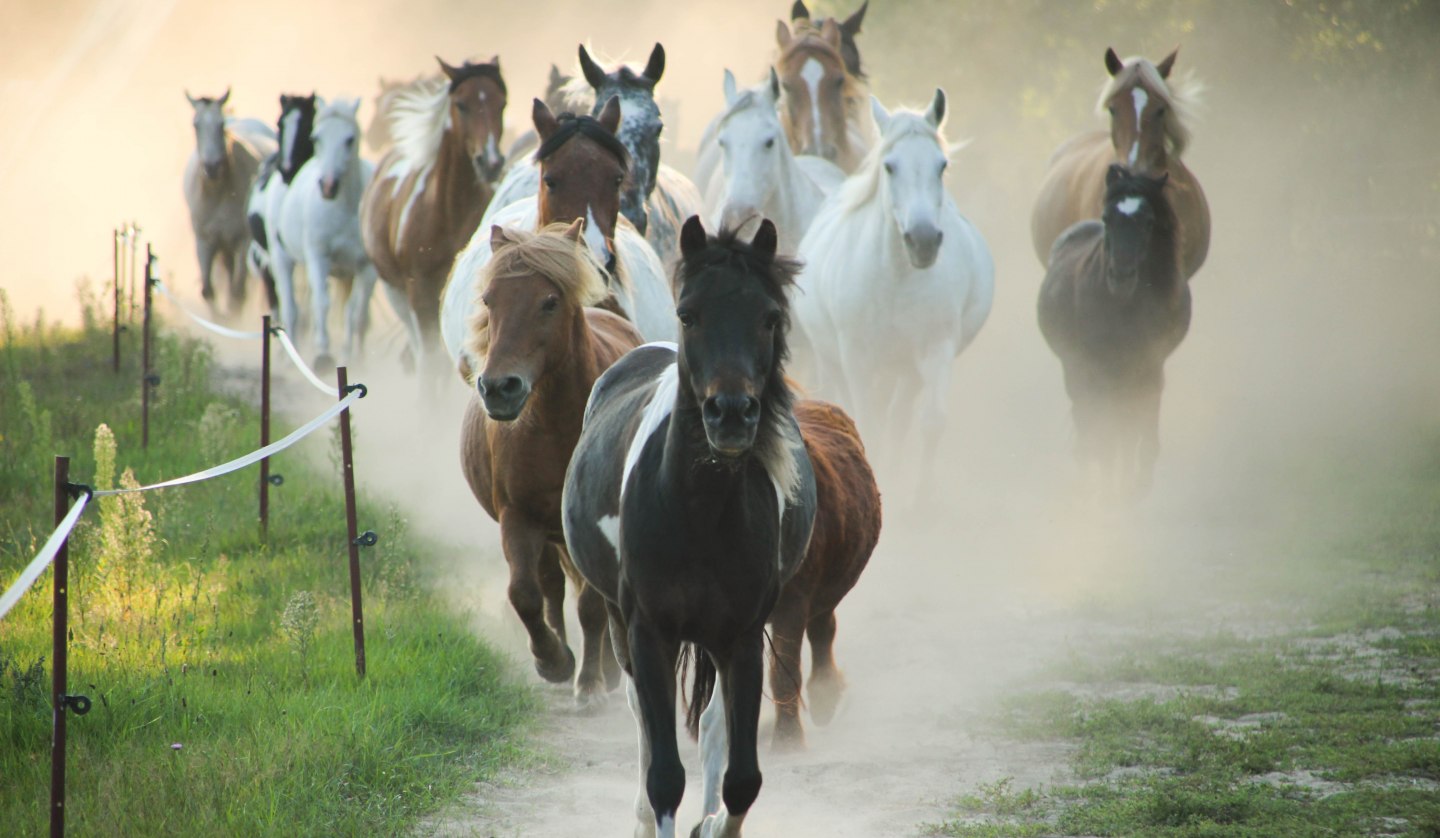 Herd of ponies at the horse farm Zislow., © Pferdehof Zislow