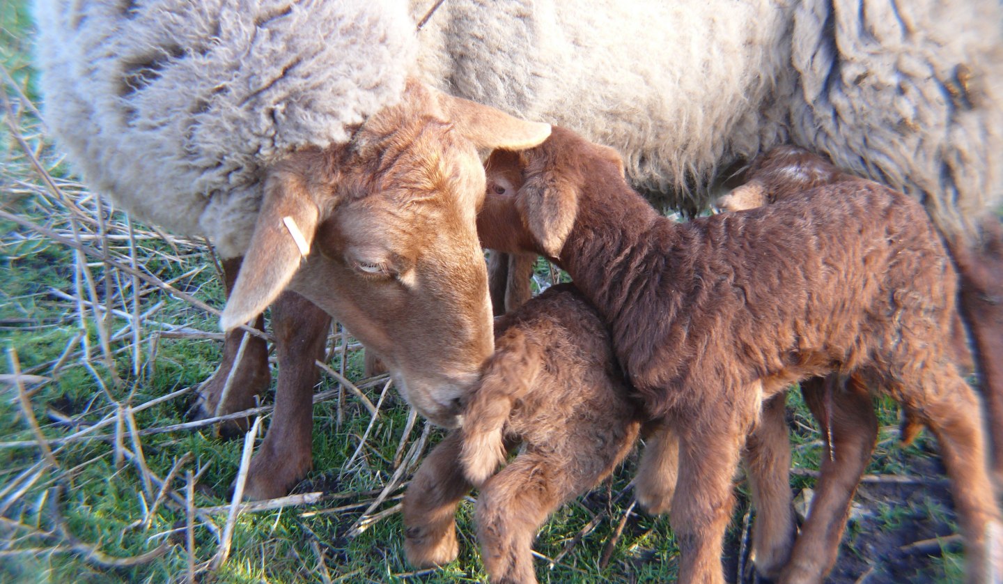 Coburg Fox Sheep, © Peter Ramsch