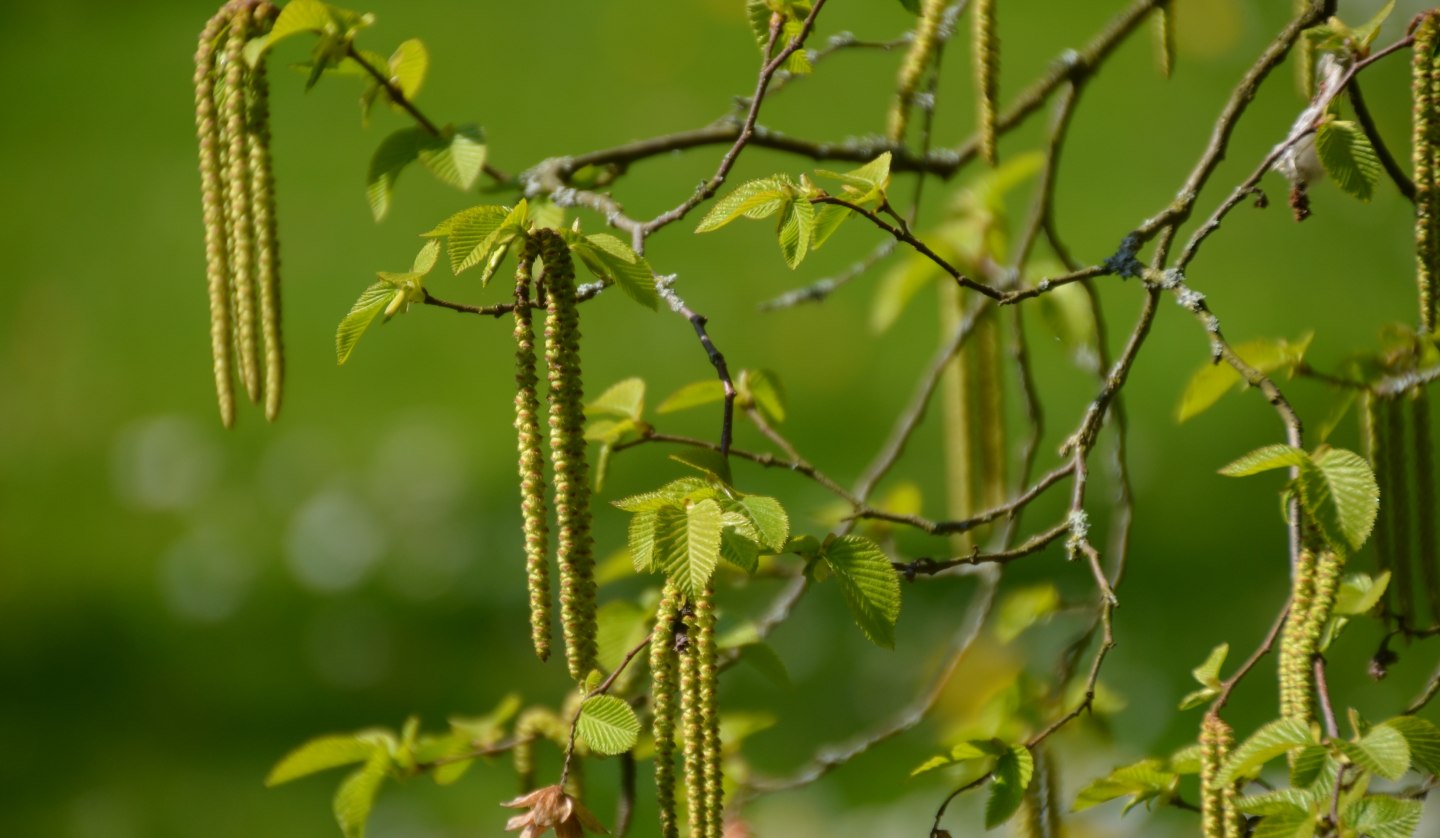 Pure nature in Stralsund, © TMV