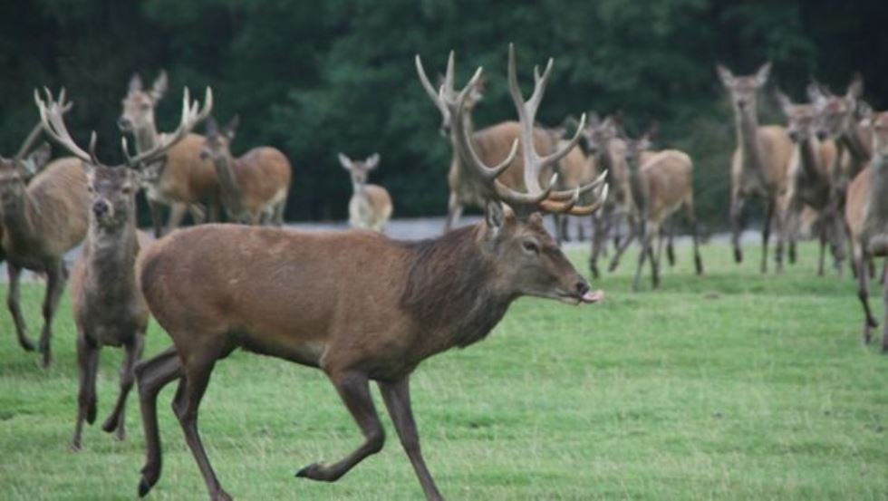 Game enclosure on 35 ha for fallow deer and red deer, animals are marketed alive or the game meat can be bought in the farm's own store., © AG Chemnitz